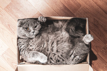Grey Scottish fold cat sitting in shoe box. Cats are usually very curious andthey like to get into interesting places.