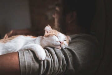 Cute smiling happy cat lying on the man's shoulder.